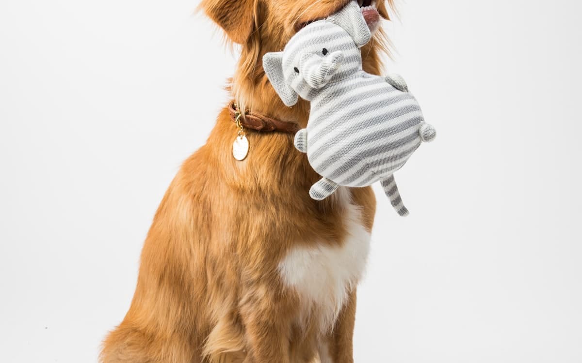 Perro en casa, alojamiento vacacional que admite mascotas